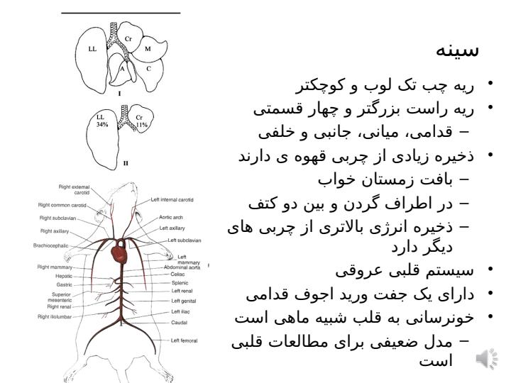 موش5