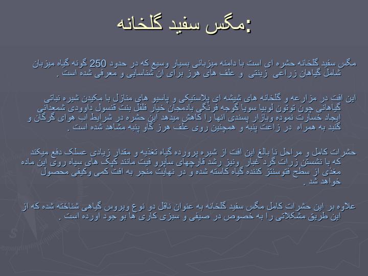 مگس-سفيد-گلخانه1