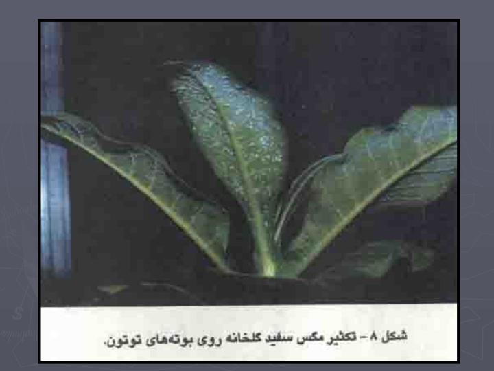 مگس-سفيد-گلخانه2
