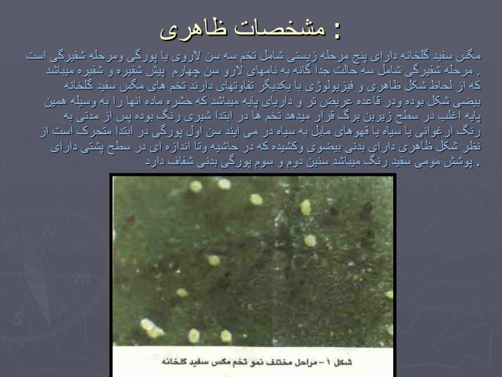مگس-سفيد-گلخانه3