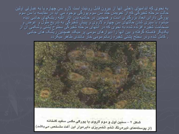 مگس-سفيد-گلخانه4