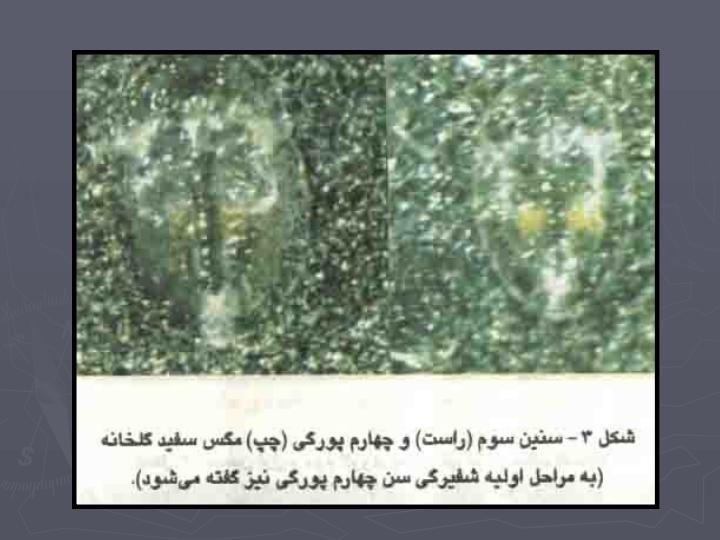 مگس-سفيد-گلخانه5