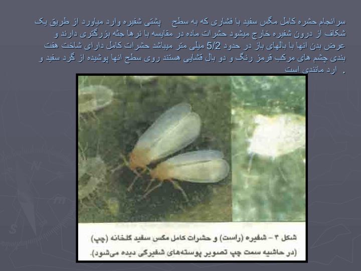 مگس-سفيد-گلخانه6