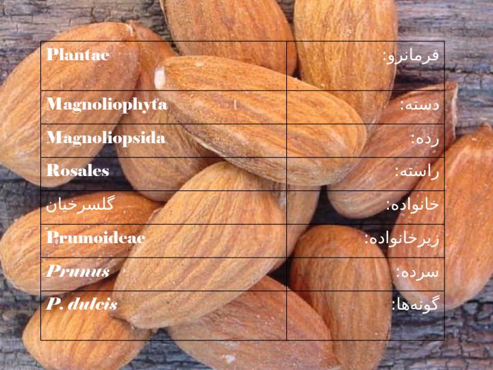 میوه-های-مناطق-معتدله1
