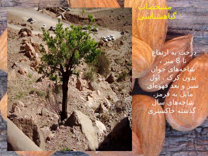میوه-های-مناطق-معتدله3