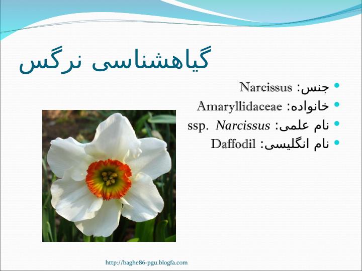 نرگس-2