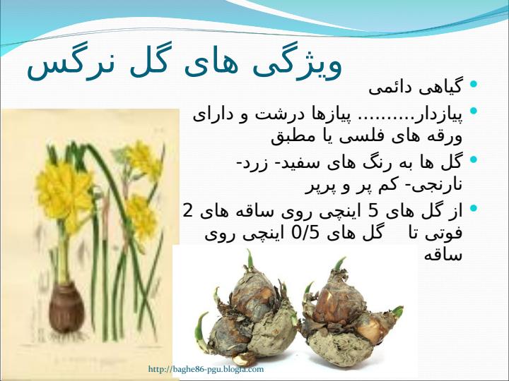 نرگس-4