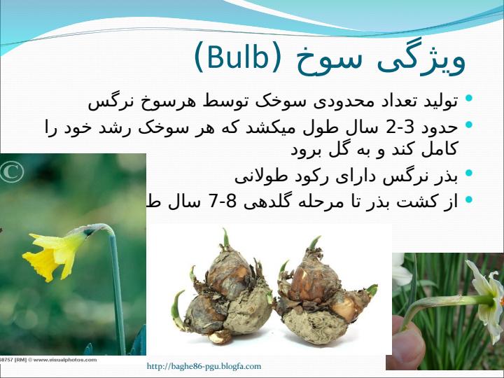 نرگس-6