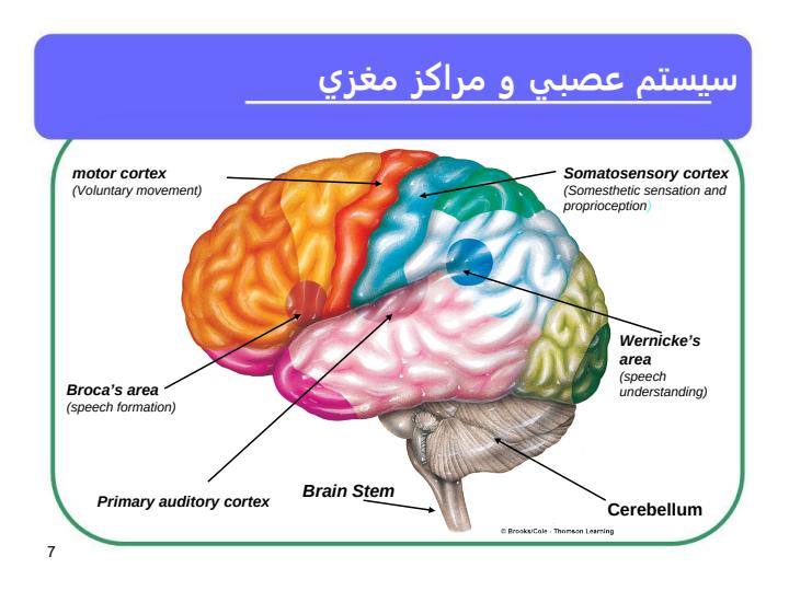 نقش-عقدههاي-قاعدهاي-در-لكنت-زبان6