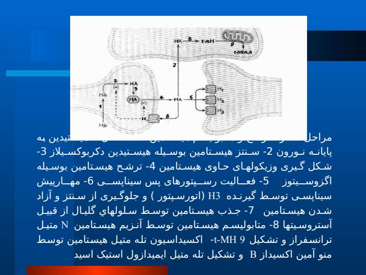 نقش-گیرنده-های-مرکزی-هیستامینیدر-اعمال-فیزیولوژیک-بدن4