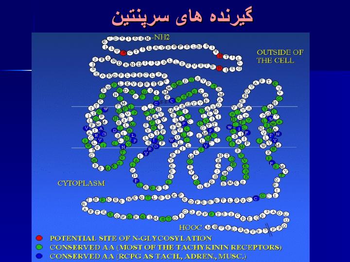 نقشهای-پیام-رسانی-GPRSدر-رونویسی-ژن-و-بیولوژی-سرطان6