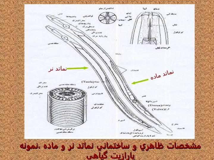 نماتد-غده-و-ريشه3