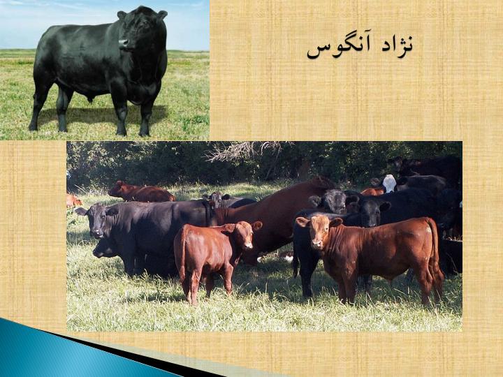 نژادهای-گاو2
