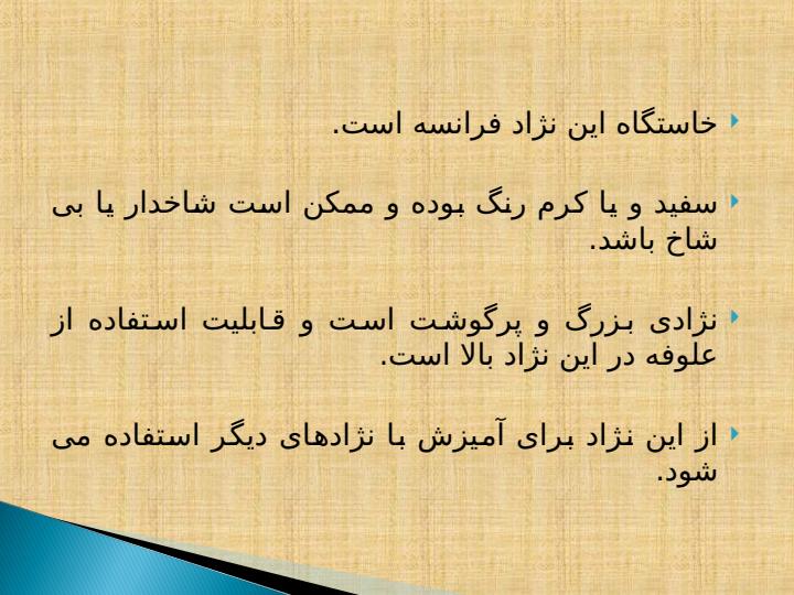 نژادهای-گاو5