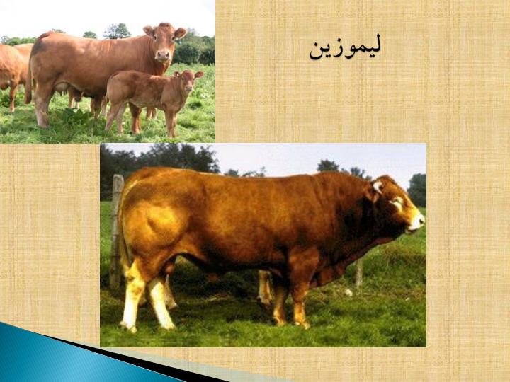 نژادهای-گاو6
