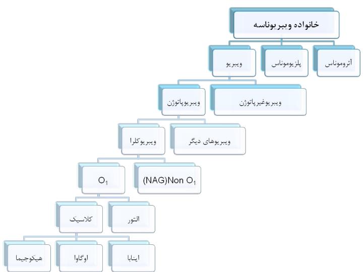 ویبریو-ویرسینا1