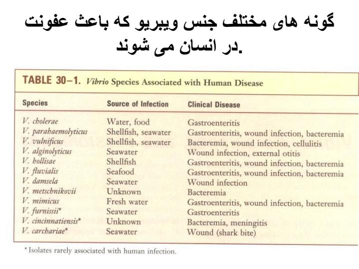 ویبریو-ویرسینا2