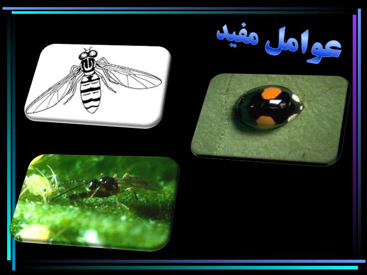 کنترل-بیولوژیکی-توسط-عوامل-مفید4