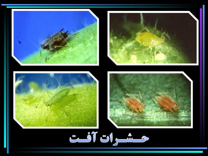 کنترل-بیولوژیکی-توسط-عوامل-مفید5