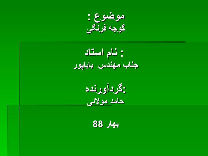 کوجه-فرنگی1