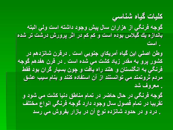 کوجه-فرنگی5