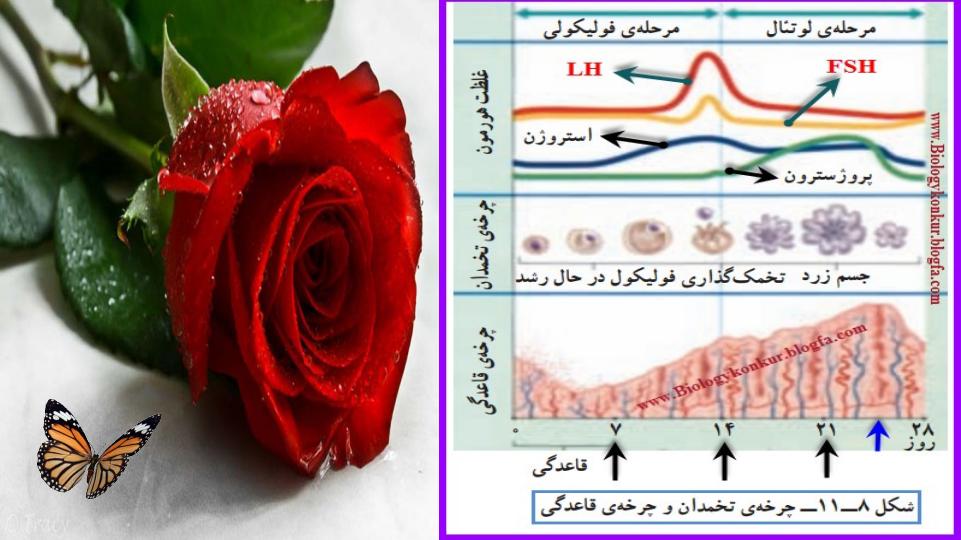 بهداشت-دوران-قاعدگی5