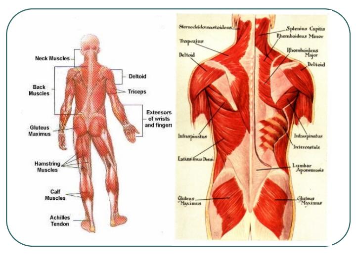 عضلات-بدن-انسان1