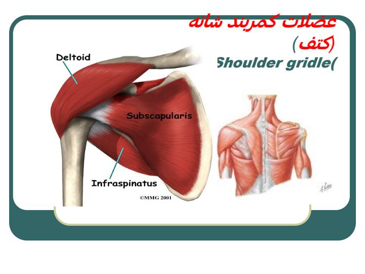 عضلات-بدن-انسان2