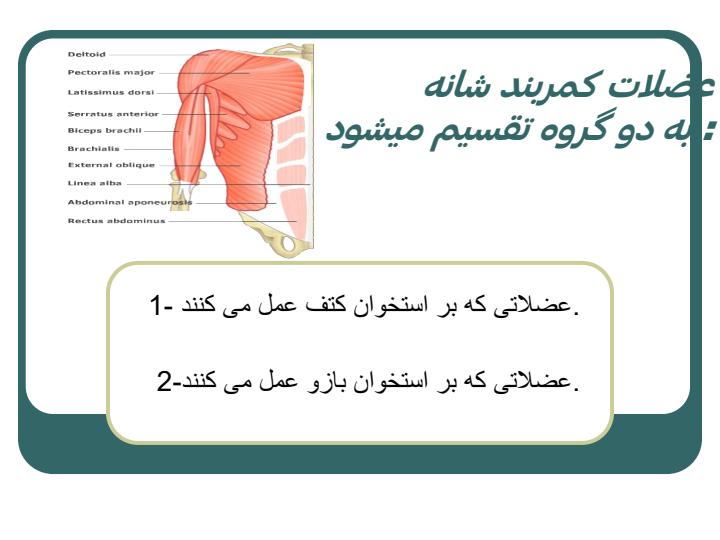 عضلات-بدن-انسان3