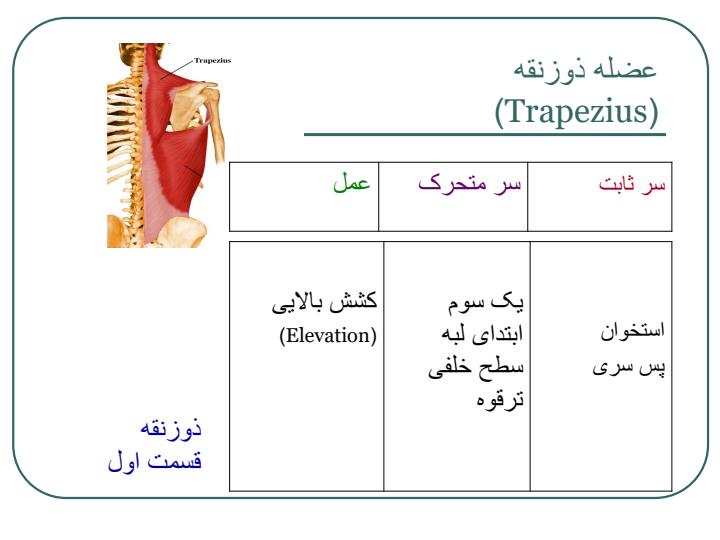 عضلات-بدن-انسان4