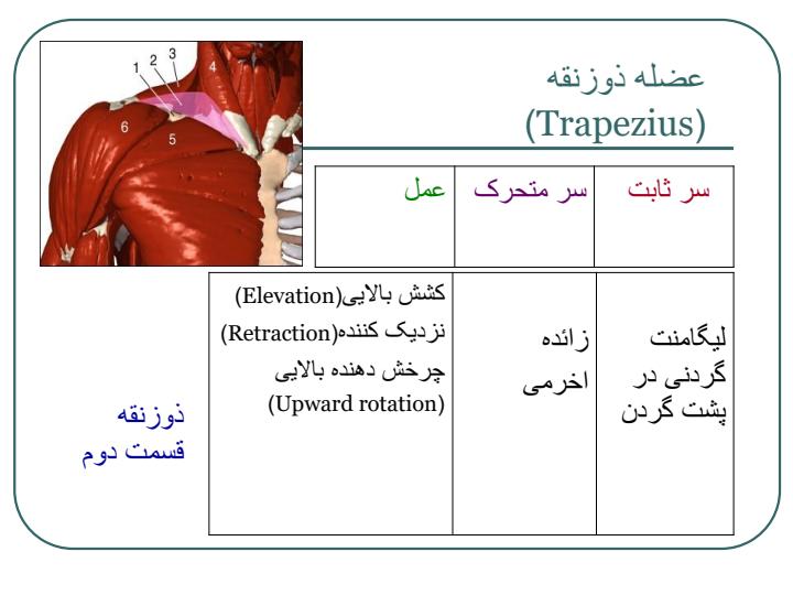 عضلات-بدن-انسان5