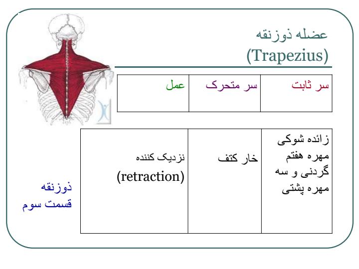 عضلات-بدن-انسان6