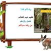 پاورپوینت-علوم-دوم-درس-۱۱-من-رشد-میکنم