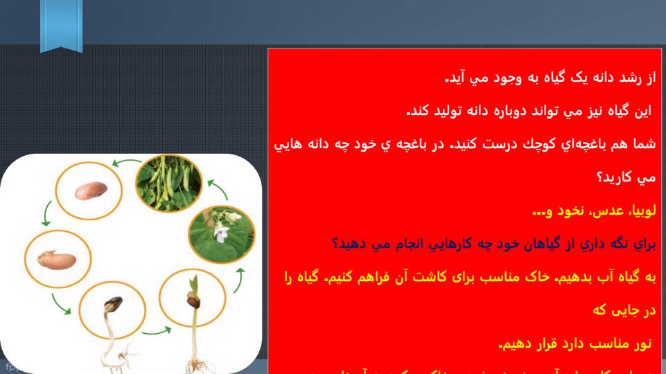 پاورپوینت-علوم-دوم-درس-۹-سرگذشت-دانه6