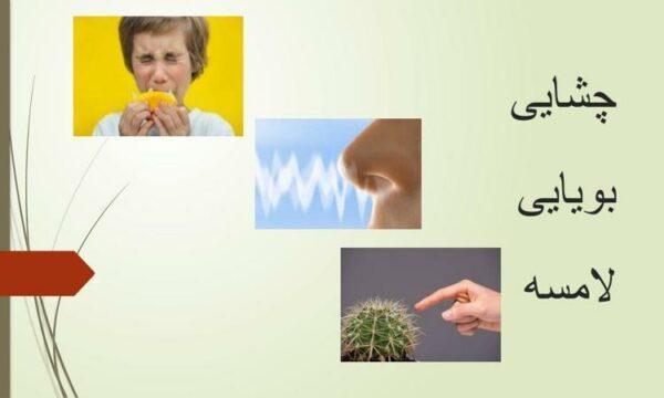 پاورپوینت-حس-چشایی-بویایی-و-لامسه