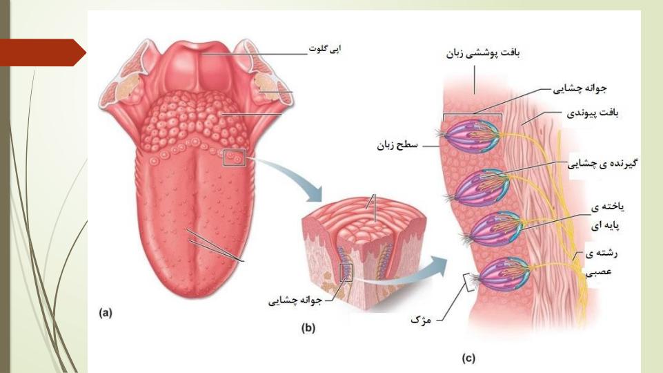 پاورپوینت-حس-چشایی-بویایی-و-لامسه4