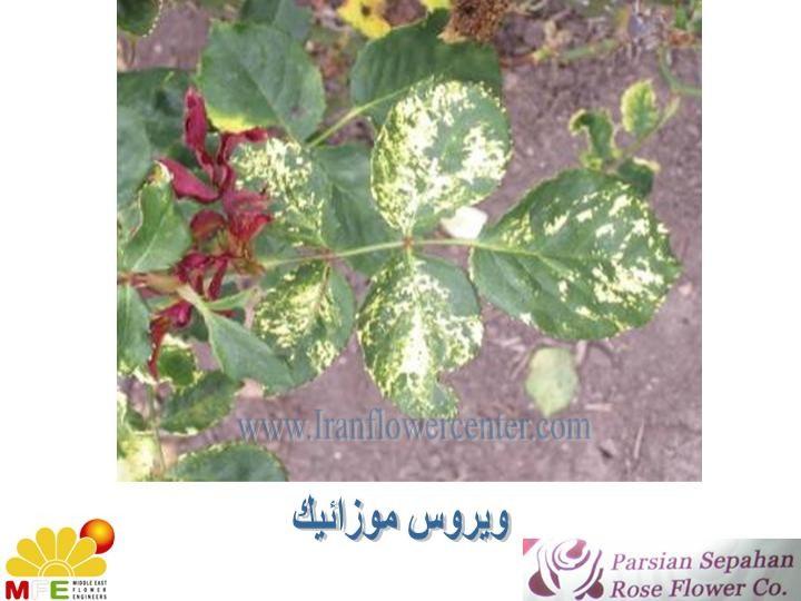 آفات-و-بیماری-های-رز3