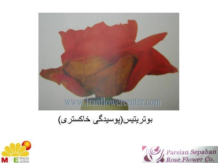 آفات-و-بیماری-های-رز6