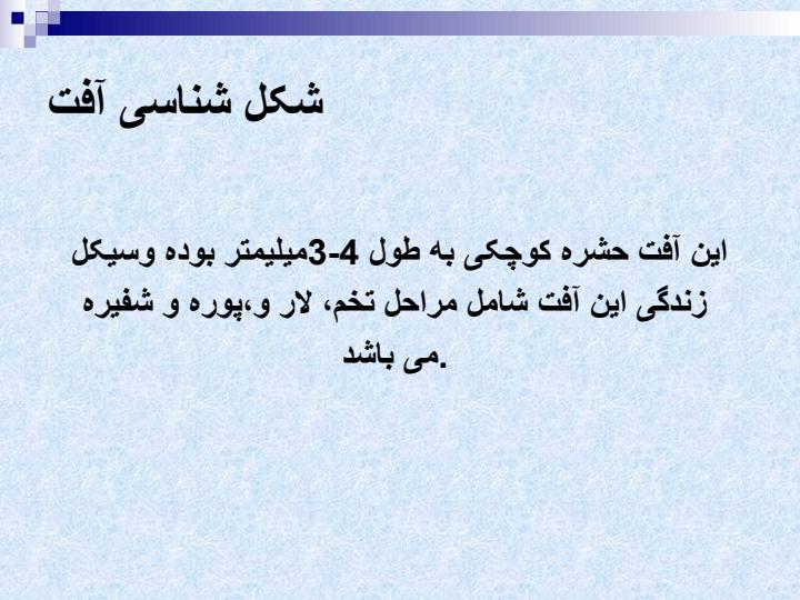 آفت-قرنطینه-ای-پسیل-مرکبات-ناقل-بیماری-گرینینگ-یا-اژدهای-زرد2