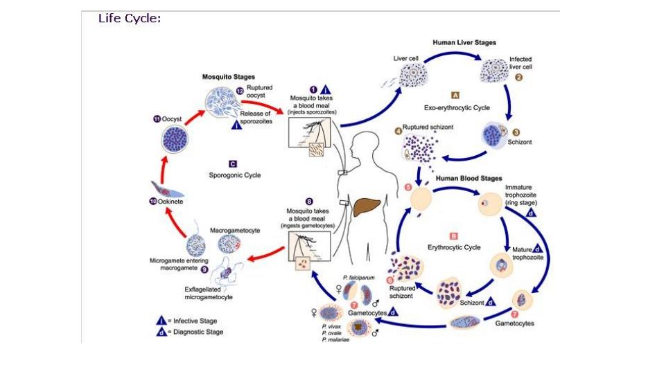 انگل-شناسی-پزشکی-مالاریا2