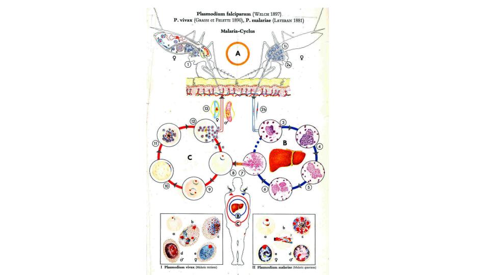 انگل-شناسی-پزشکی-مالاریا5