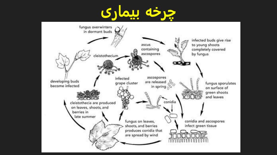 بیماری-سفیدک-سطحی-مو6