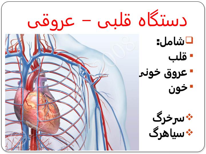 دستگاه-قلبی-عروقی3