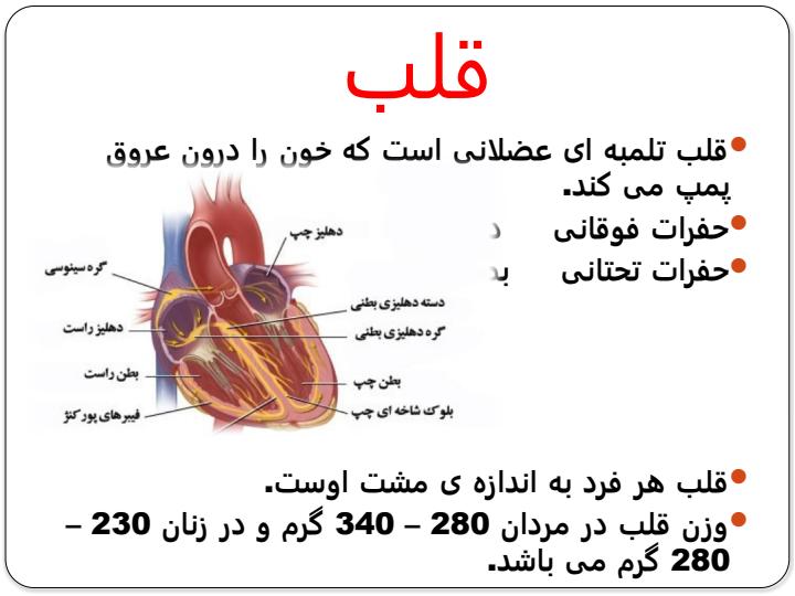 دستگاه-قلبی-عروقی4