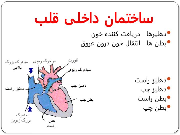 دستگاه-قلبی-عروقی6