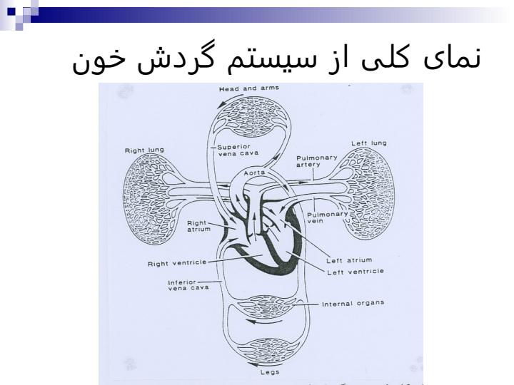 فصل-4-سیستم-قلب-و-عروق-و-تنظیم-گردش-خون3