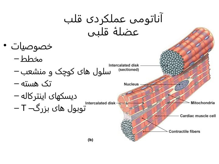 فیزیولوژی-قلبی-عروقی2