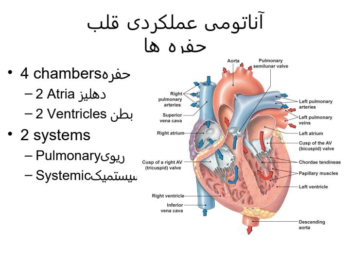 فیزیولوژی-قلبی-عروقی3