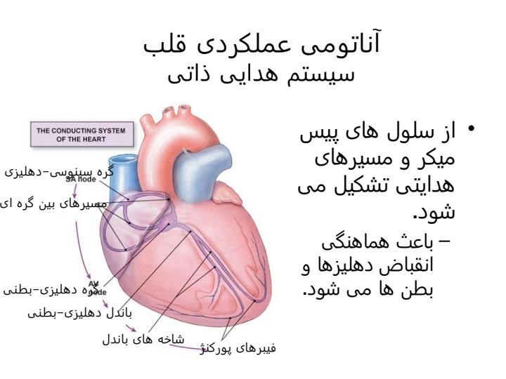 فیزیولوژی-قلبی-عروقی5