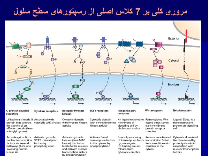 نقش-های-پیام-رسانی-GPCRs-در-رونویسی-ژن-و-بیولوژی-سرطان3